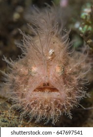 Hairy Frog Fish