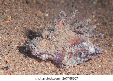 Hairy Frog Fish Close Up