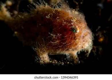 A Hairy Frog Fish On The Reef