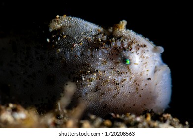 A Hairy Frog Fish Resting In The Sand