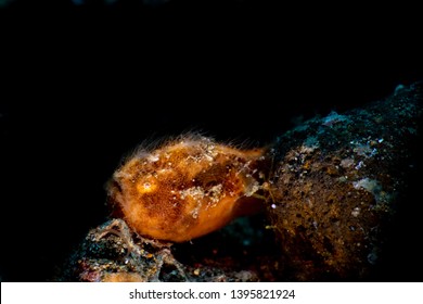 A Hairy Frog Fish Waiting For A Meal