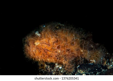 A Hairy Frog Fish Waiting For Prey