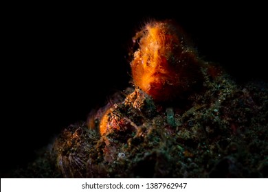 A Hairy Frog Fish Waiting For Prey