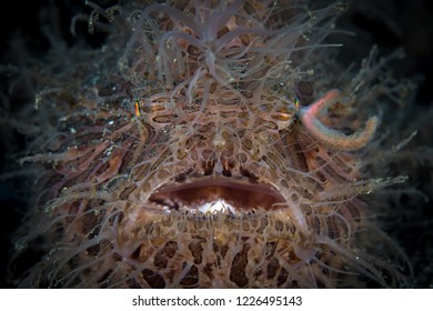 Hairy Frogfish With It Lure Out Hunting