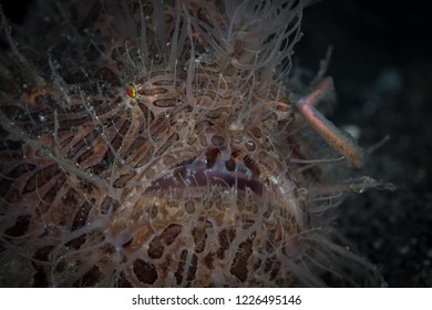 Hairy Frogfish With It Lure Out Hunting