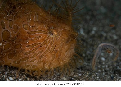 Hairy Frogfish Portrait in Anilao, Batangas Philppines