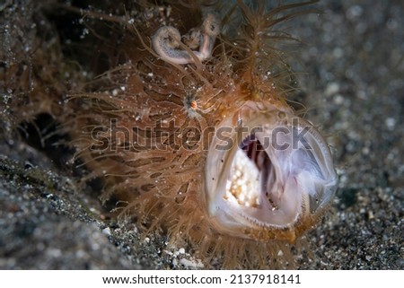 Hairy Frogfish Portrait in Anilao, Batangas Philppines
