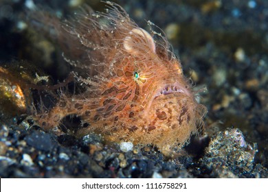 Hairy Angler Images Stock Photos Vectors Shutterstock There is a new type of anglerfish called a hairy angler. shutterstock