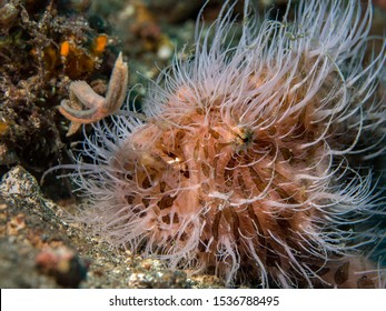 A Hairy Frogfish Using A Lure To Attract Prey