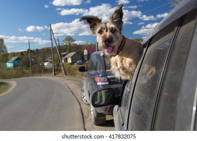 Hairy Happy And Funny Dog Looks Out Of The Window Dirty Car, A Dog Traveling With The Host