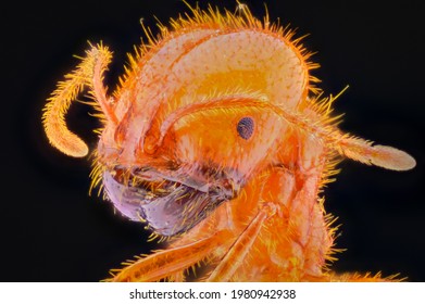 Hairy Head Of An Ant