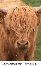 The Hairy Head Of A Shetland Cattle