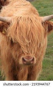 The Hairy Head Of A Shetland Cattle