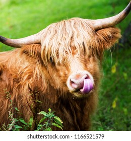 Hairy Highland Cow Scottish Symbol Scotland Stock Photo 1166521579 ...