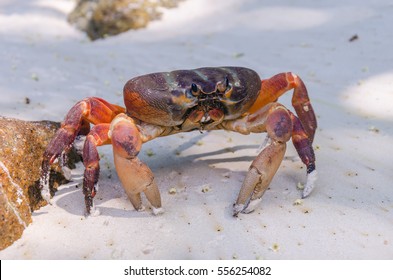 Hairy Leg Mountain Crab Stock Photo 556254082 | Shutterstock