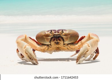 Hairy Leg Mountain Crab On Beach Stock Photo 1711642453 | Shutterstock