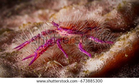 hairy lobster picture Ronald reagan years gay and lesbien