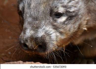 Hairy Nose Wombat