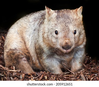 hairy nosed wombat - Shutterstock ID 205912651