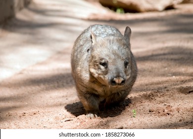 the hairy nosed wombat has sharp claws for digging is brown in color and walks on four legs like a dog - Shutterstock ID 1858273066