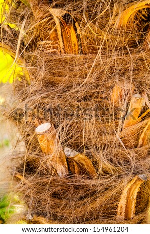 hairy bark trees Around the world sex