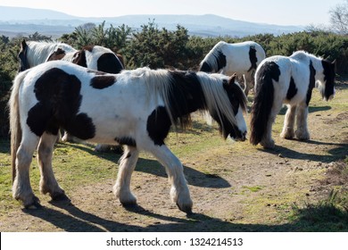 Hairy Piedbald Gypsy Cob Horse Close Stock Photo 1324214519 | Shutterstock