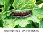 Hairy pine processionary caterpillar with distinct orange stripe on green leaf