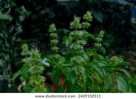 Hairy plants with green leaves