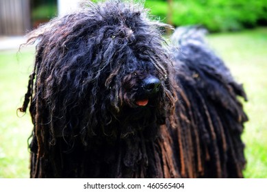 A Hairy Puli Dog