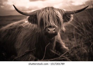 25,678 Highland cattle Images, Stock Photos & Vectors | Shutterstock