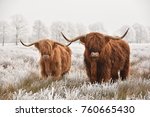 Hairy Scottish highlanders in a natural winter landscape of a national park in Drenthe region of The Netherlands