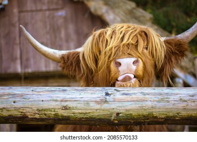 Hairy Scottish Yak With Big Horns. Highland Cattle Showing A Tongue. A Reddish Brown Cow With Stands In Pen Behind Wooden Fence. Scottish Breed Of Cows. Farm Animals On Eco Farm Or In Contact Zoo.