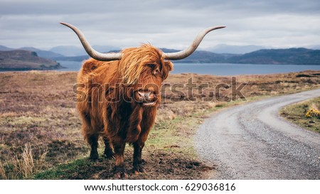 Hairy Scottish Yak on the road, Isle of Skye