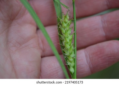 The Hairy Sedge (Carex Hirta)