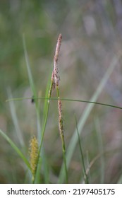 The Hairy Sedge (Carex Hirta)