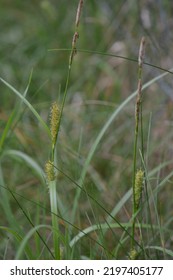 The Hairy Sedge (Carex Hirta)