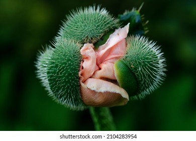 The hairy sepals from which the silky cupped flowers of the Papaver orientale emerge  - Shutterstock ID 2104283954