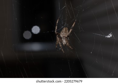 Hairy Spider In It's Web