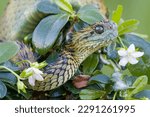 Hairy - Spiny Bush Viper  (Atheris hispida) in rainforest 