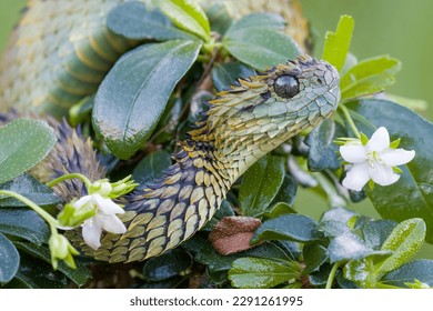 Hairy - Spiny Bush Viper  (Atheris hispida) in rainforest  - Shutterstock ID 2291261995