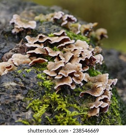Hairy Stereum (Stereum Hirsutum) fungus on dead tree trunk with lichen (square format).