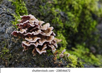 Hairy Stereum (Stereum Hirsutum) fungus on dead tree trunk with lichen (landscape format).