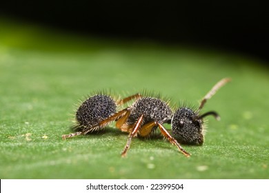 Hairy Velvet Ant