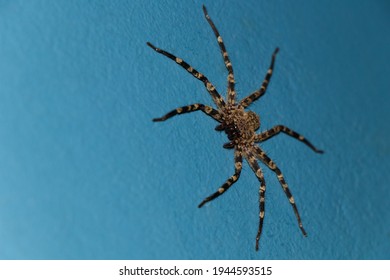 Hairy Wall Crab Spider Looking (Selenops Radiatus)