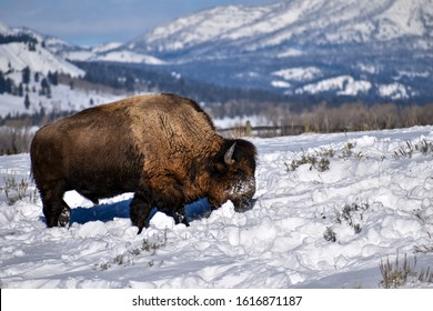 Hairy Wild Buffalo On Winter Season Looking For Food In The Snow. Jackson, Wyoming, EEUU. 