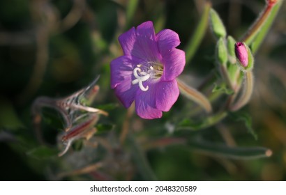 491 Epilobium hirsutum Images, Stock Photos & Vectors | Shutterstock