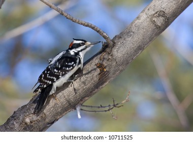 Hairy Woodpecker