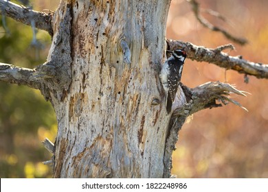 A hairy woodpecker perched on an old rotten tree pecking for insects and bugs.The wild bird is black and white with a little red on its head. The feathers are short and soft. The background is orange.