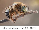 The hairy-footed flower bee (Anthophora plumipes) is a species of bee belonging to the family Apidae.