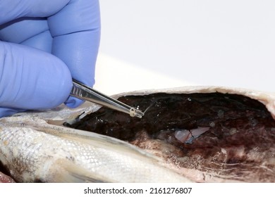 Hake Infected With Anisakis Nematode